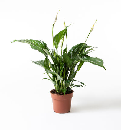 Fredslilje Fredslilje